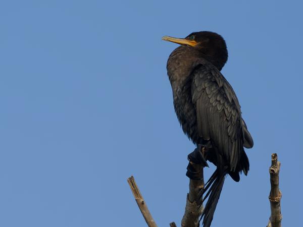 Bigua-aalscholver (Phalacrocorax brasilianus)